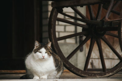 A big cat sits next to a wooden cart wheel