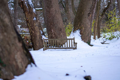 Trees on field during winter