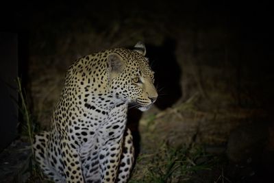 Close-up of a cat looking away