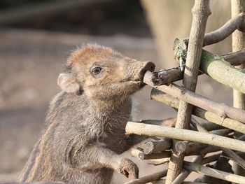 Close-up of squirrel