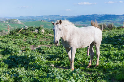 Horse grazing on field against sky