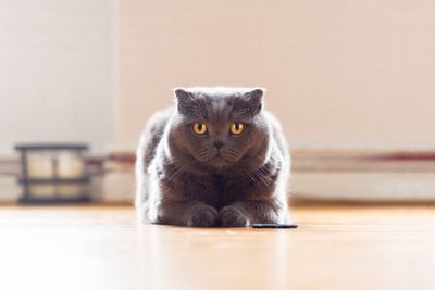 Portrait of cat sitting on hardwood floor