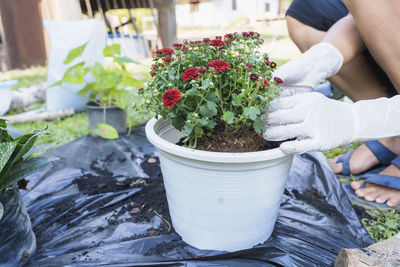 Midsection of woman holding potted plant