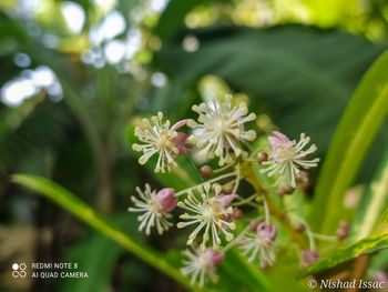 Close-up of flowering plant