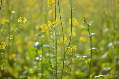 Close-up of yellow flowers