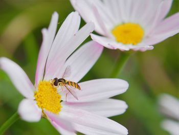 Close-up of bee pollinating on yellow flower