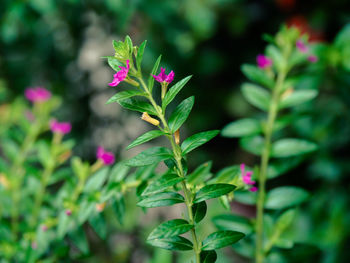 Close-up of pink flowering plant leaves