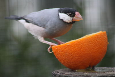 Close-up of bird eating fruit