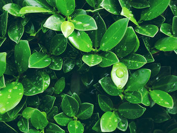 Full frame shot of wet leaves