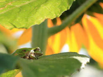 Close-up of grasshopper on leaf