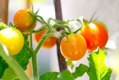 Unripe tomatoes