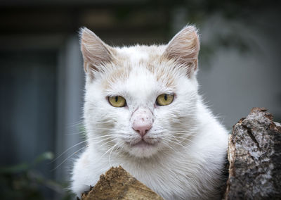 Portrait of white cat by wooden logs