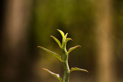 Close-up of plant