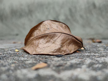 Close-up of dry leaves on cement floor.
