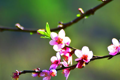 Close-up of pink cherry blossoms in spring