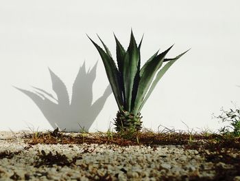 Close-up of succulent plant on field against clear sky