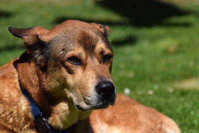 Close-up of a dog looking away