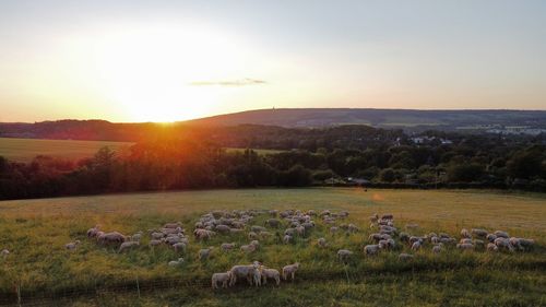 View of sheep grazing in field during sunset