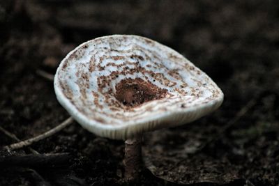 Close-up of mushroom growing on field