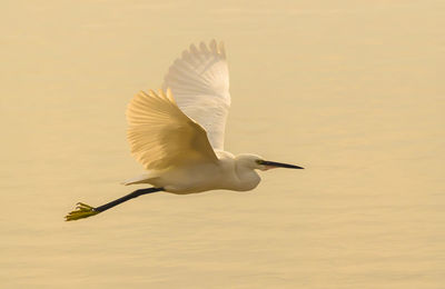 Egret flying over lake