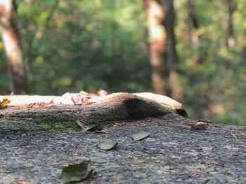 Close-up of lizard on land