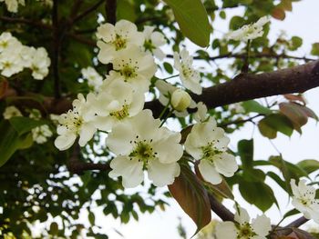 Close-up of white flowers blooming on tree