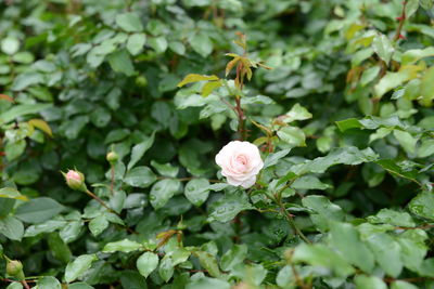 Close-up of white flowering plant