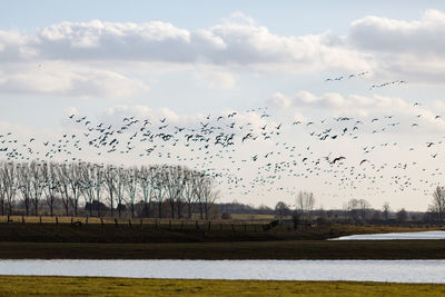 Flock of birds flying over lake against sky