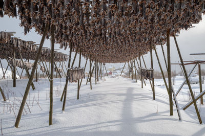 View of snow covered field