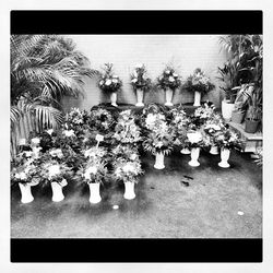 Potted plants on the wall