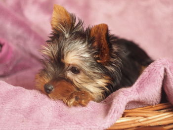 Close-up of a dog