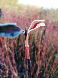 Close-up of red leaf on tree