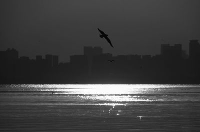 Seagulls flying over sea in city