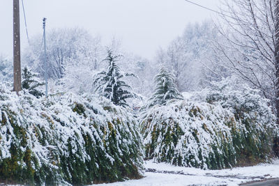 Snow covered trees in forest