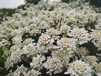 Close-up of white flowering plants