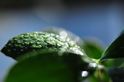 Close-up of water drops on leaf