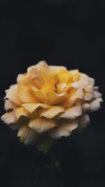 Close-up of yellow rose against black background