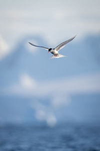 Antarctic tern flies with hills in background