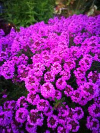 High angle view of pink flowers in garden