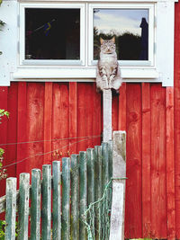 Gray tabby cat sitting straight up in a wooden fence against red wooden house looking funny 