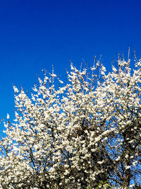 Low angle view of tree against blue sky