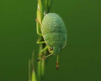 Close-up of insect on leaf