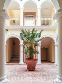 Palm tree in courtyard at tourist resort