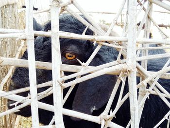 Close-up of cat in cage