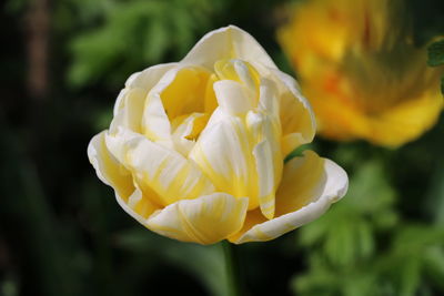 Close-up of yellow flower