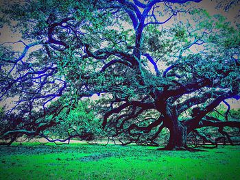 Close-up of tree against sky