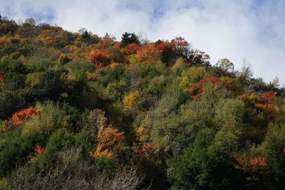Trees and plants in forest during autumn
