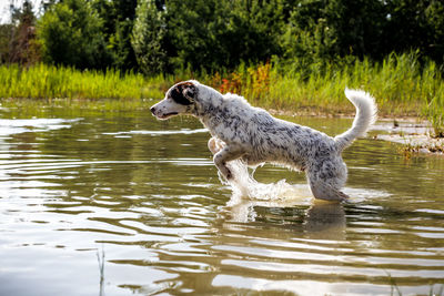 Duck swimming on lake