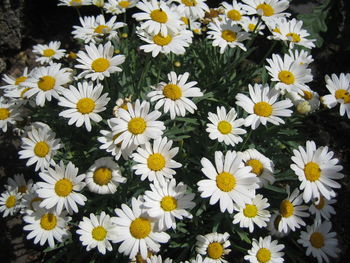 High angle view of white daisy flowers