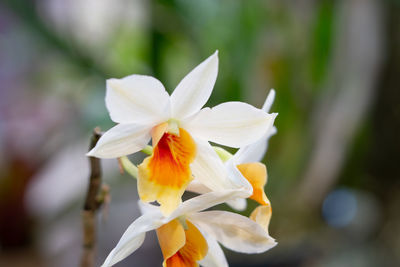 Close-up of white flowering plant